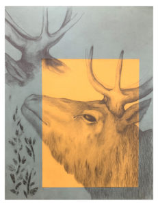 Cerf, 65x50,5cm, dessin, crayon sur papier, 2022